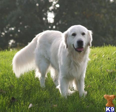 Golden Retriever stud dog